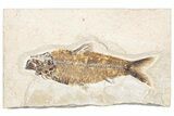 Fossil Fish (Knightia) - Wyoming #295645-1